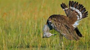 Kenya Birds