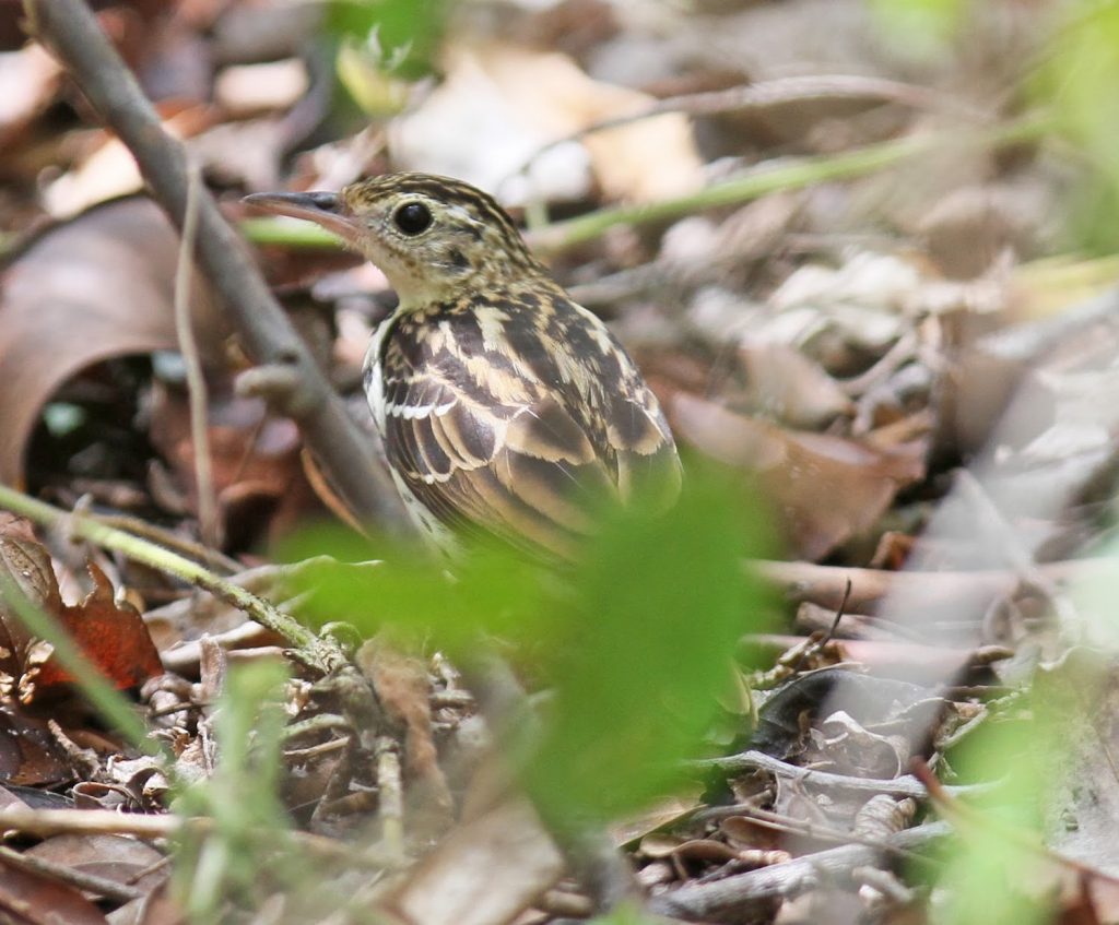 Kenya Birds Sokoke Pipit