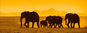 Kenya safari packages