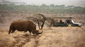 Lewa Conservancy RhinoSafari