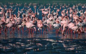 Flamingos lake Nakuru