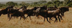 Serengeti National Park