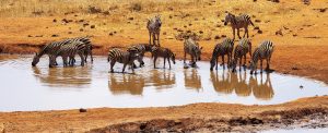 2 days safari from Mombasa to Salt Lick