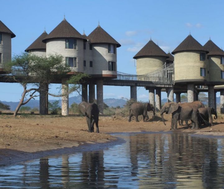 2 days Mombasa Safari Salt Lick