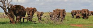 2 days safari mombasa salt lick