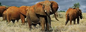 Mombasa safari tours