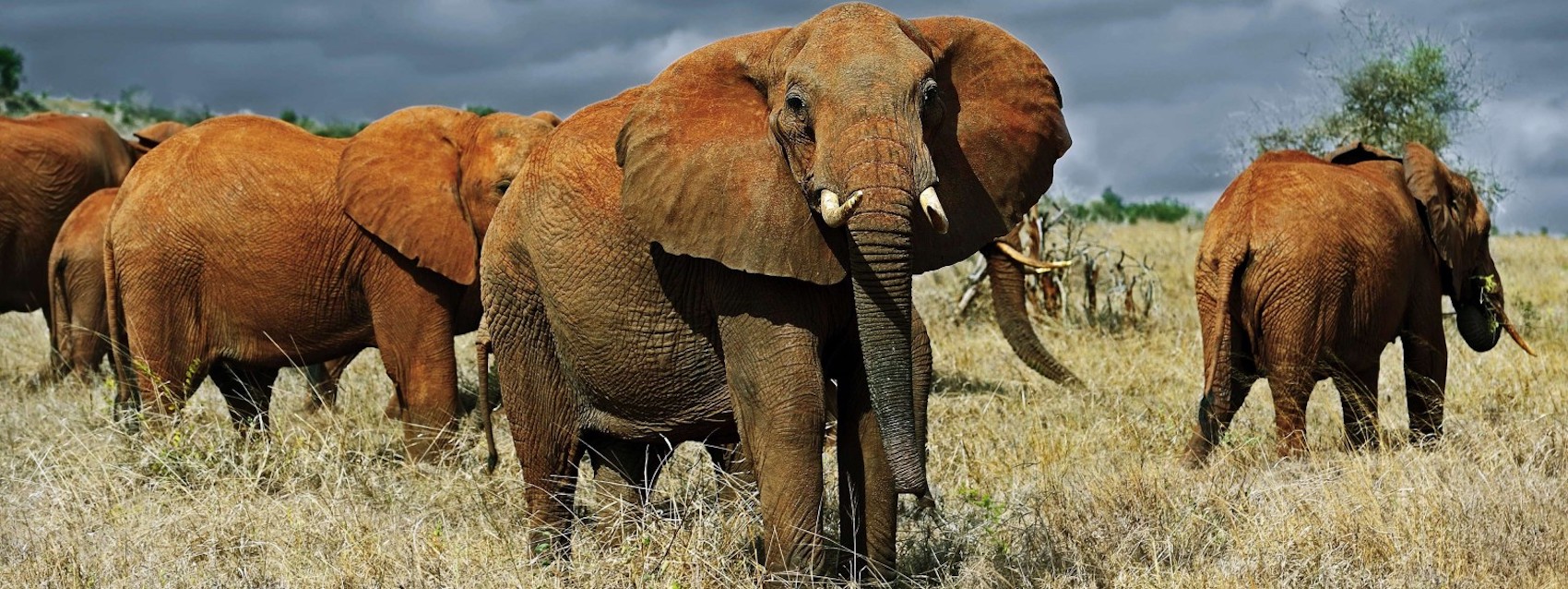 Short Safari from Mombasa | Mombasa Safari Tours