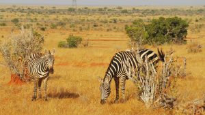 Salt lick safari Mombasa