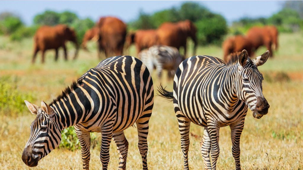 kenya safari tours from mombasa