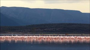 Lake Bogoria