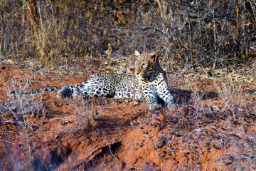 2 day Mombasa safari Tsavo East West