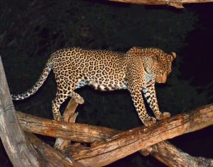 2 days Mombasa safari East West