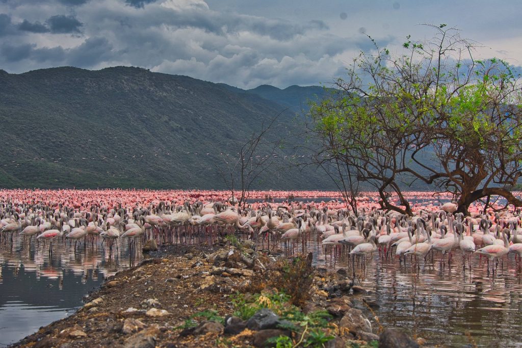 Lake Bogoria Flamingos