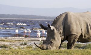 Lake Nakuru National Park White Rhino
