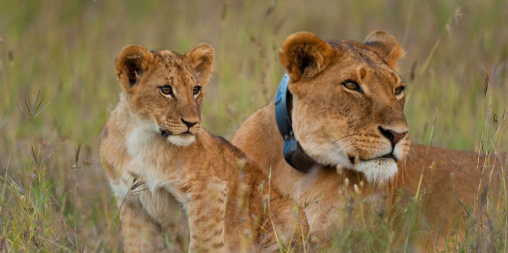 Lions Tracking Ol Pejeta