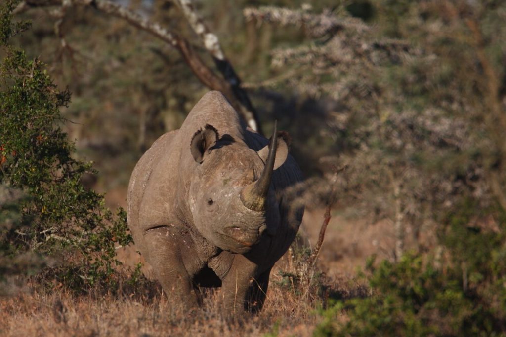 Ol Pejeta Conservancy Black Rhino
