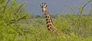 Tsavo East National Park Safari