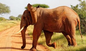 Tsavo East National Park Wildlife