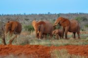 Tsavo East red Elephants