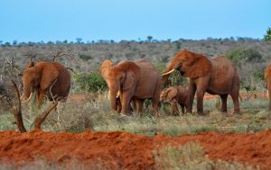 Tsavo East red Elephants