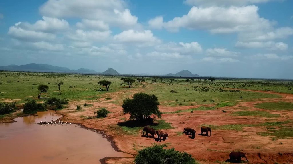 Tsavo National Park Wildlife