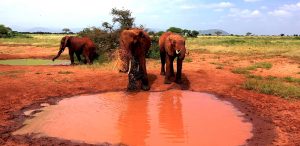 Two day Ngutuni Salt lick from Mombasa