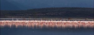 Lake Bogoria Kenya