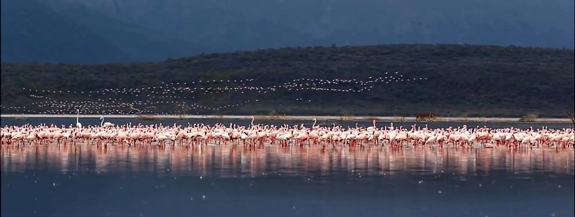 Lake Bogoria Safari, Kenya