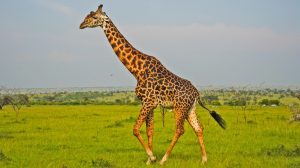 3 day Diani to Masai Mara safari giraffe
