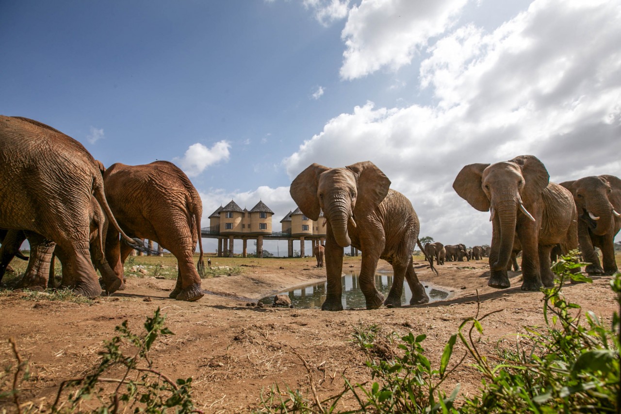 3 days Salt lick Tsavo East