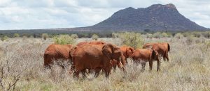 4 day safari mombasa elephants