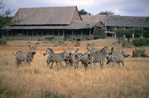 4 days safari from mombasa