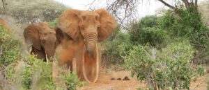 Kenya safaris from Mombasa