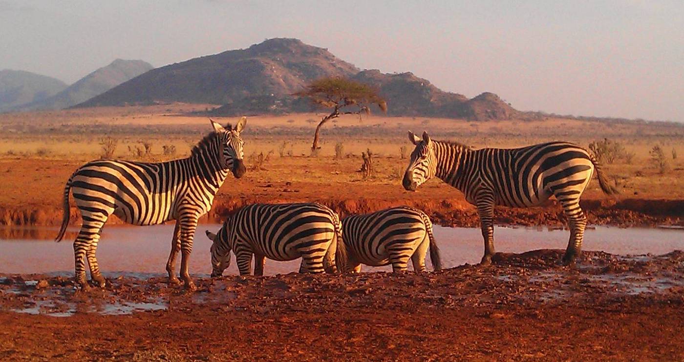 Mombasa safari