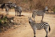 zebras Tsavo west safari