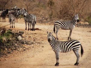 zebras Tsavo west safari