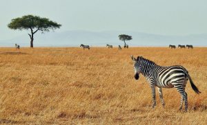 Kenya safari five days zebras