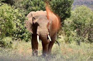 Safari from Diani Beach