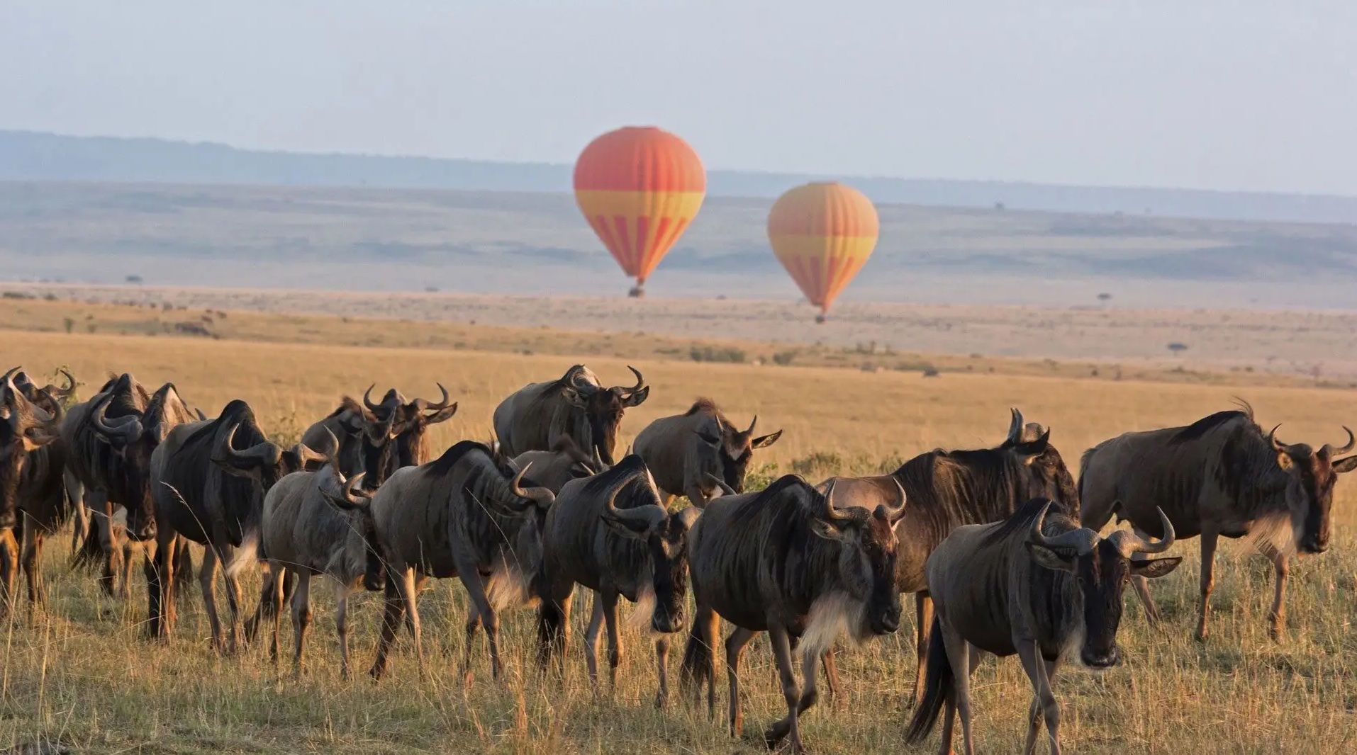 6-Day Tanzania Kenya safari Migration