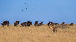 3 days Masai Mara safari lioness