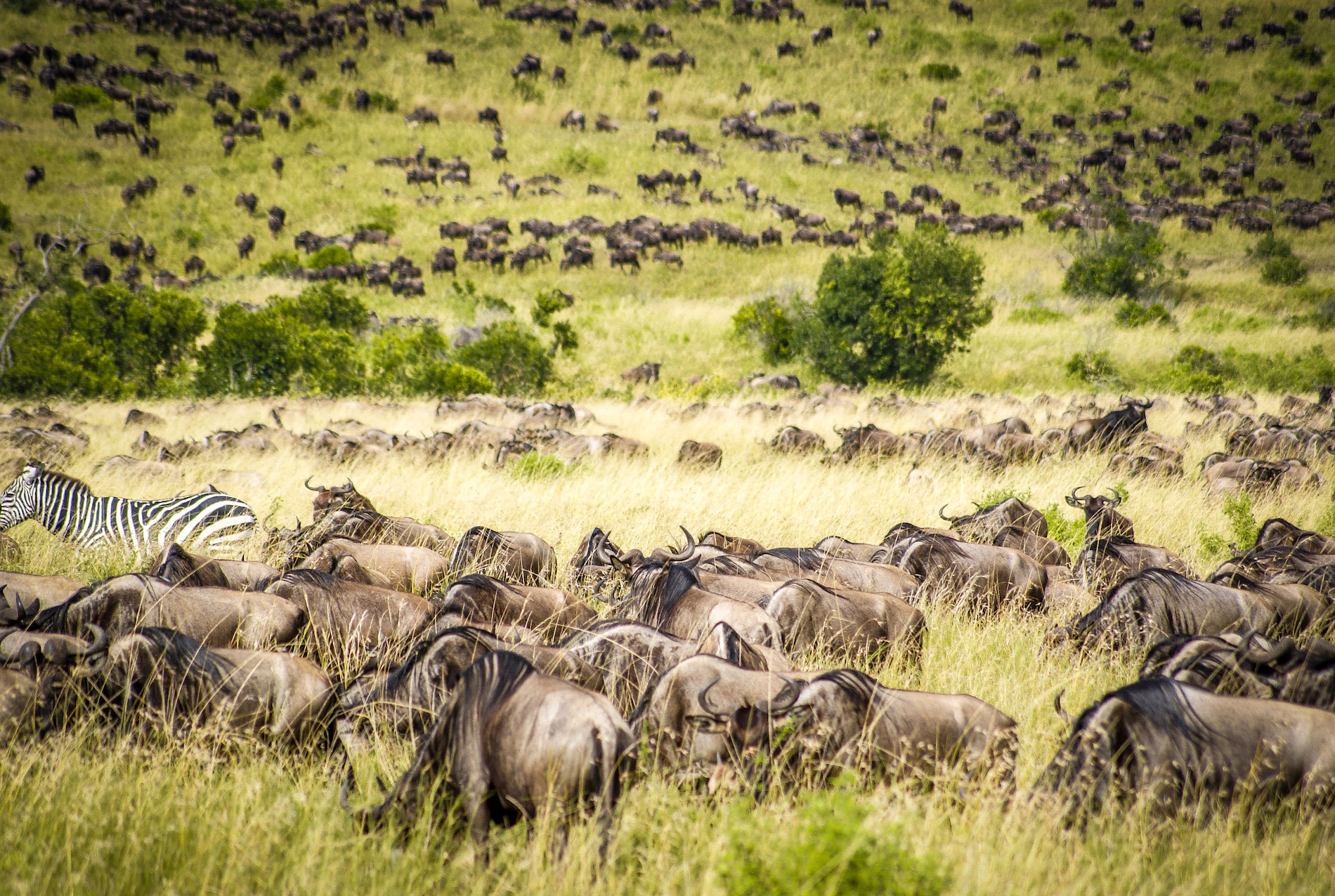 3 days Masai Mara safari wildebeests