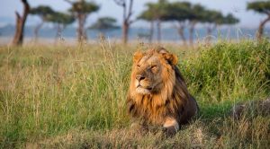 3 days Masai mara safari lion