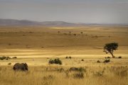 3 days Masai mara safari plains
