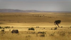 3 days Masai mara safari plains