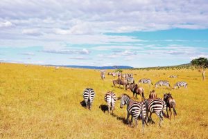 3 days Masai Mara Safari midrange