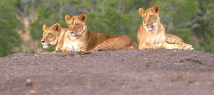 9 days best of Kenya safari lions
