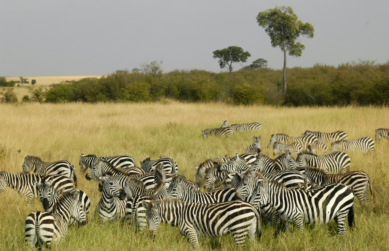 safari mombasa masai mara