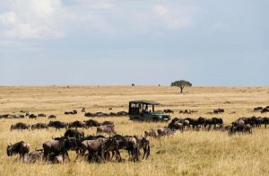 4 day safari Kenya Masai Mara