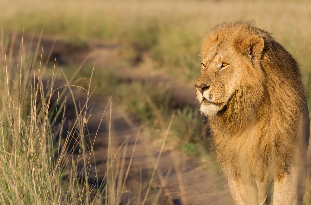 4-day safari Kenya
