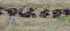 four days migration Kenya safari